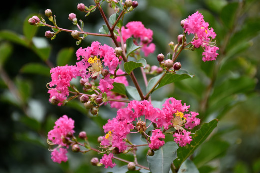 1755921 (a): :1920x1278